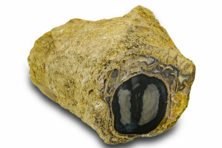Petrified Wood (Schinoxylon) Limb - Blue Forest, Wyoming #382246